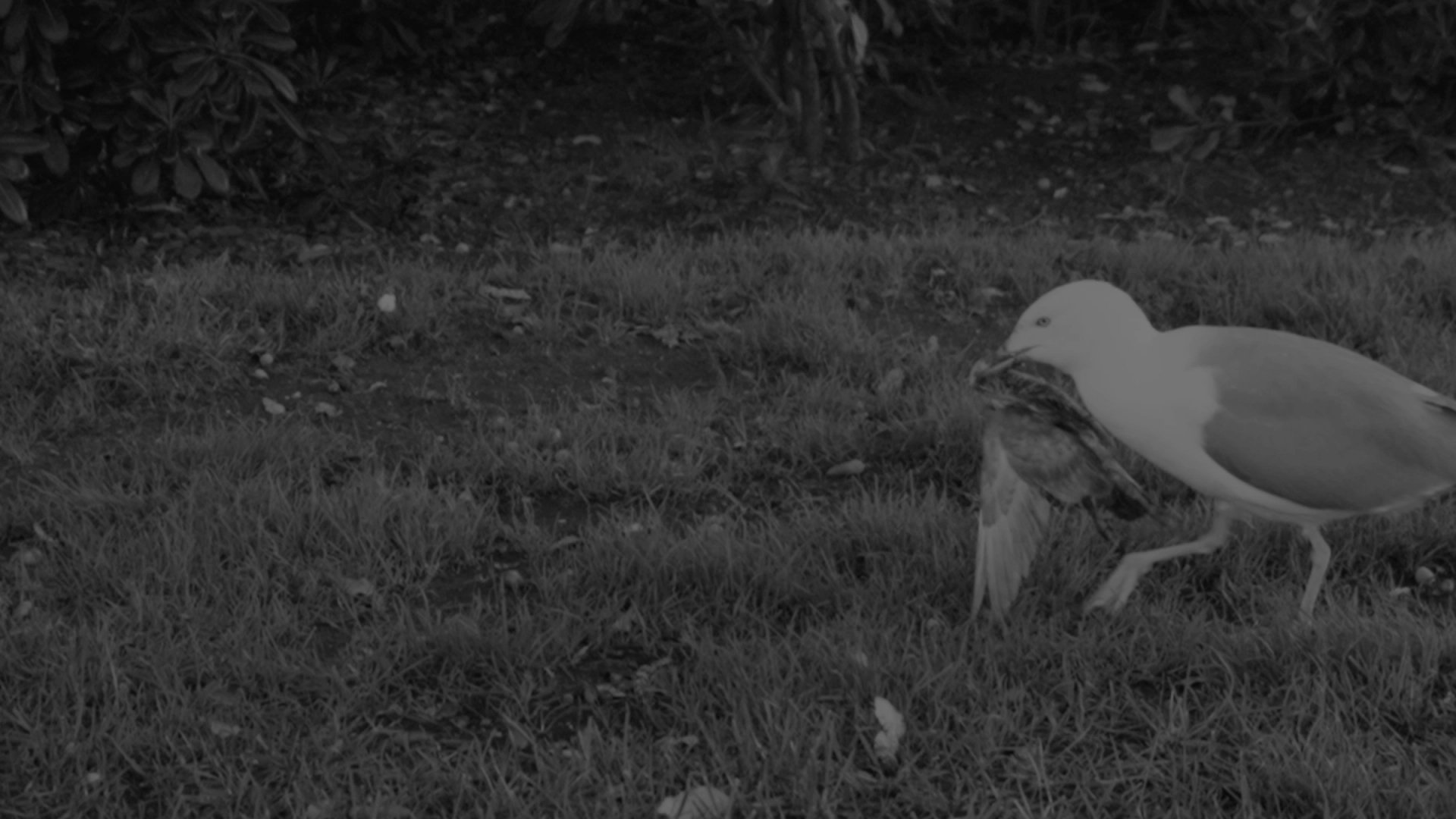 The Invisibles