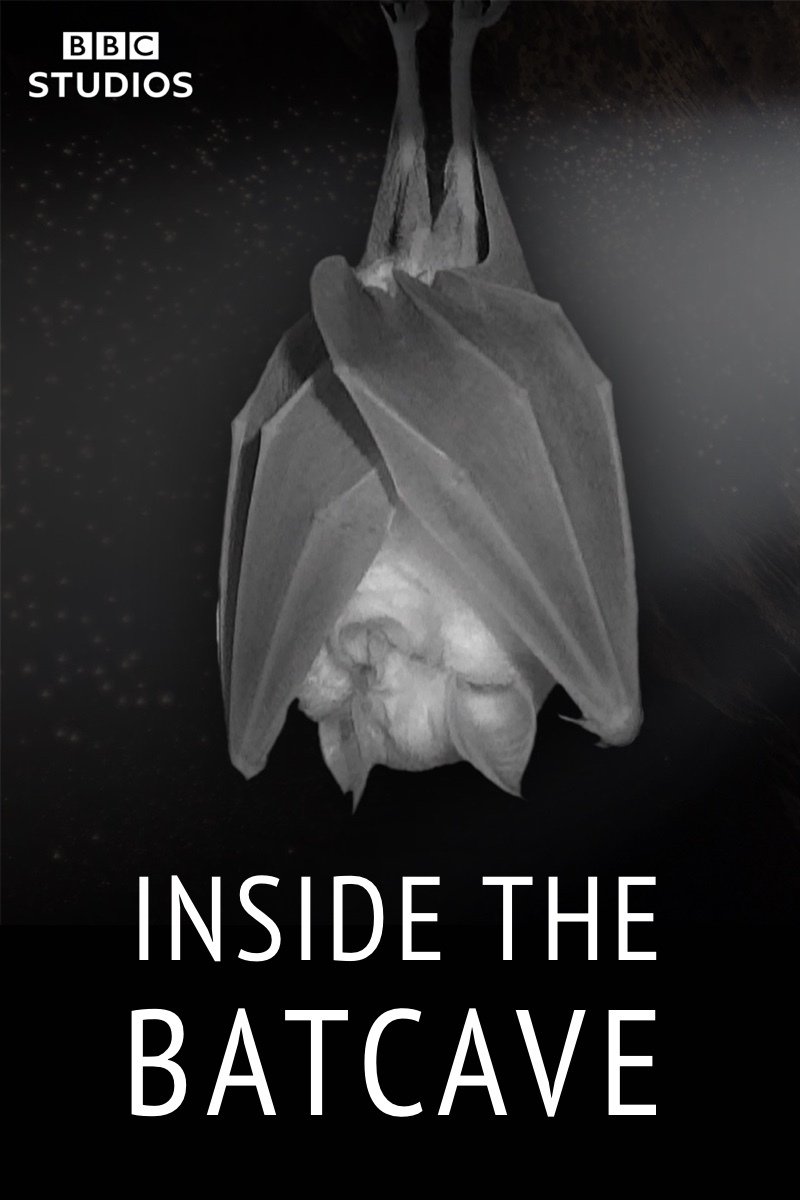 Poster de Inside the Bat Cave