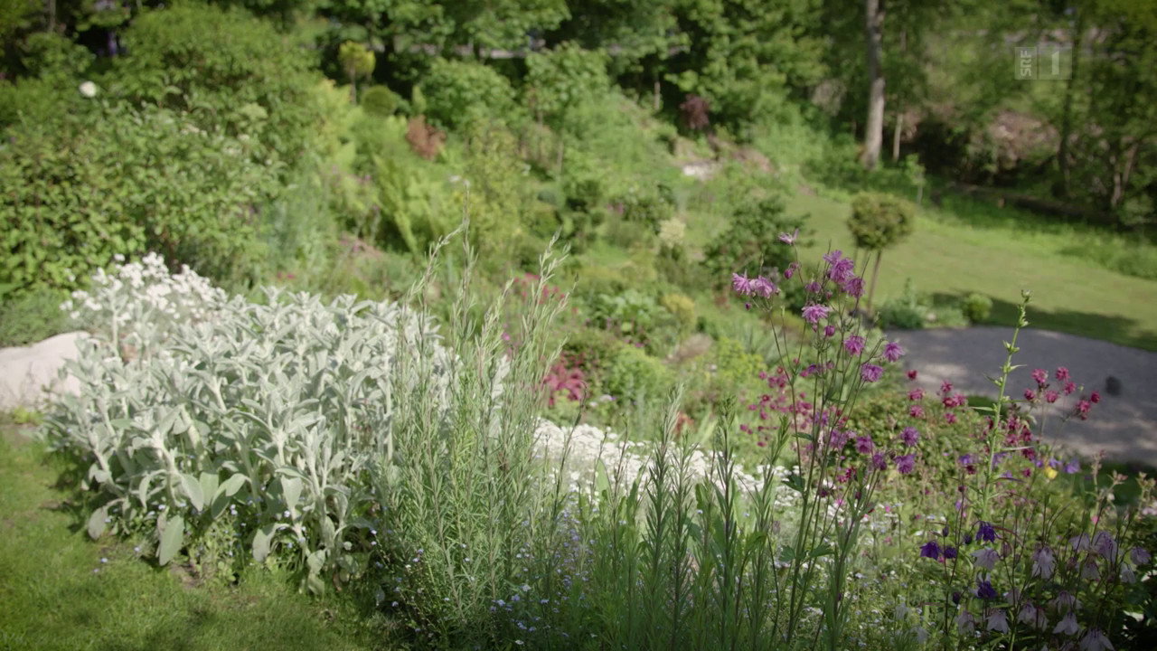 A forest garden