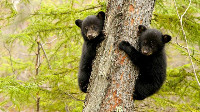 Samburu: Kenya, Kalahari Desert: Update