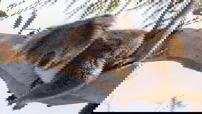 still img