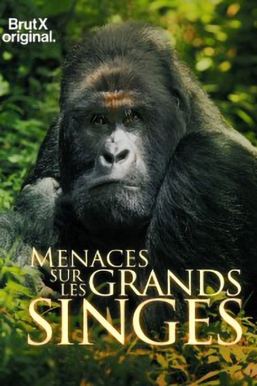 Poster de En danger : menaces sur les grands singes