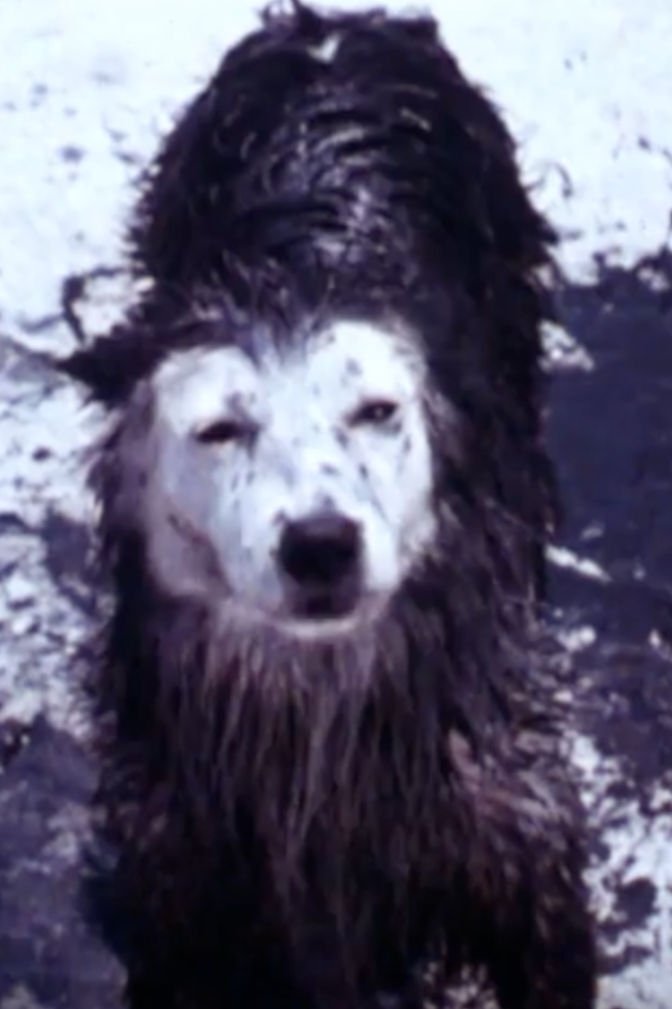 Poster de Harry the Dirty Dog
