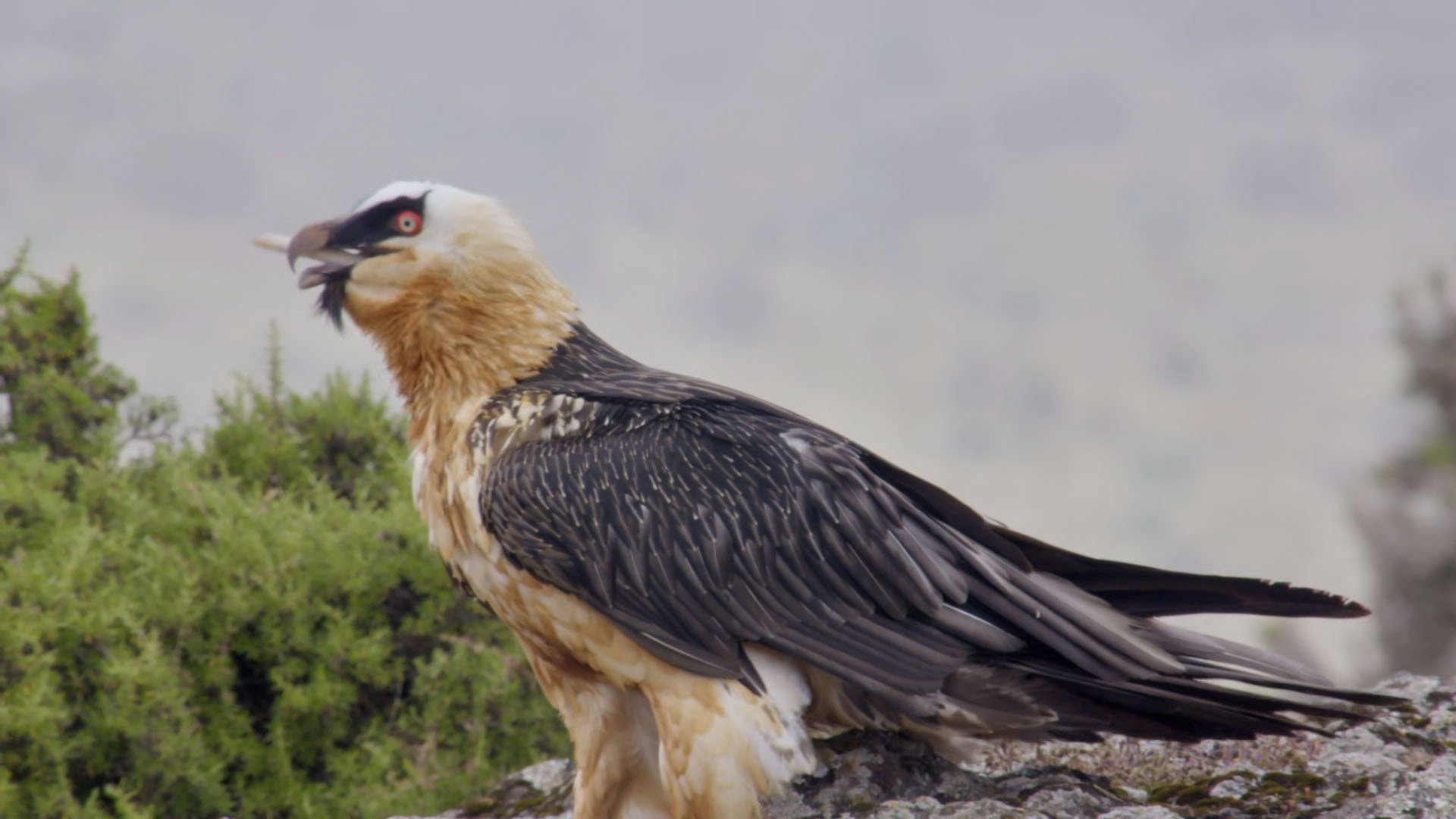 The Simien Mountains