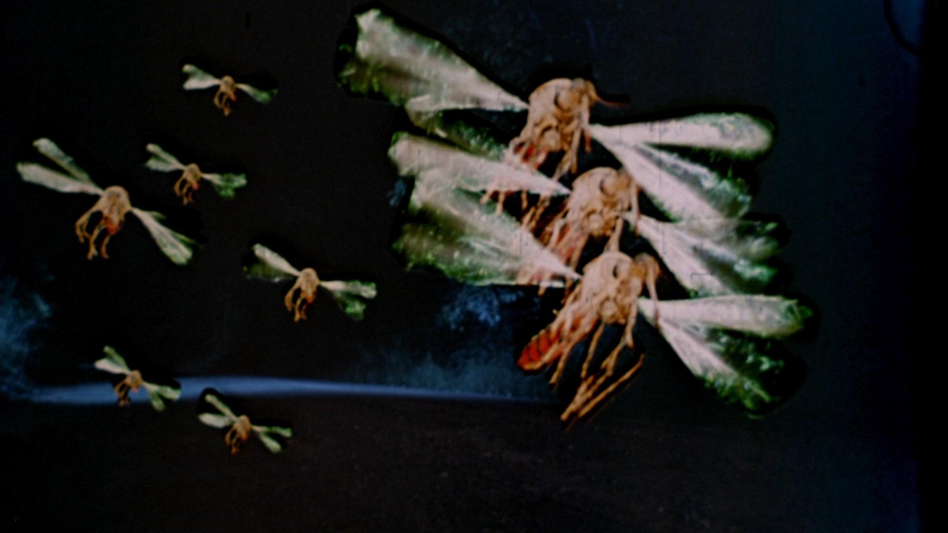 Backdrop