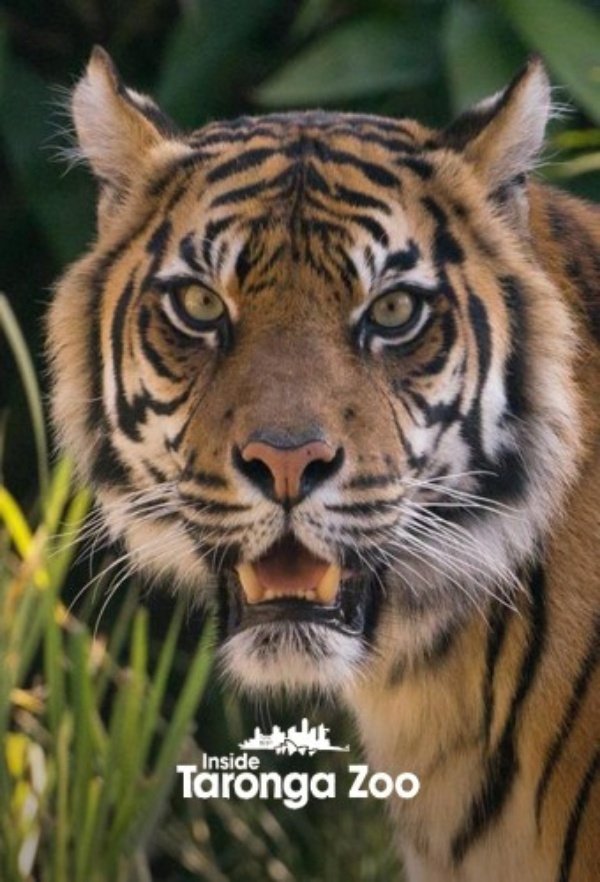 Poster de Inside Taronga Zoo