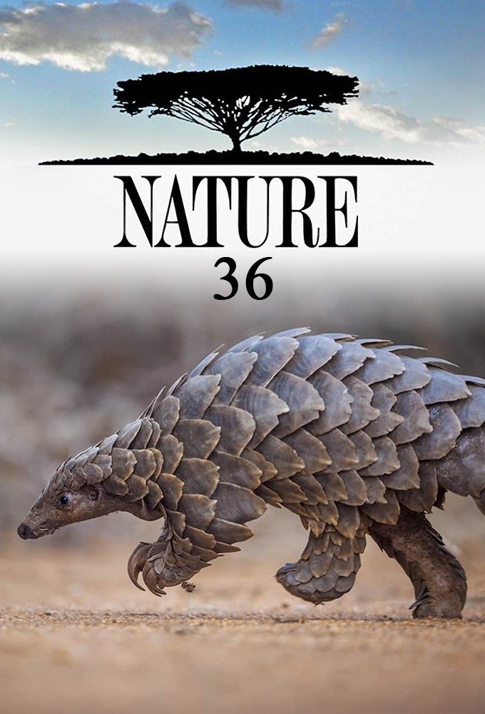 Poster de Temporada 36