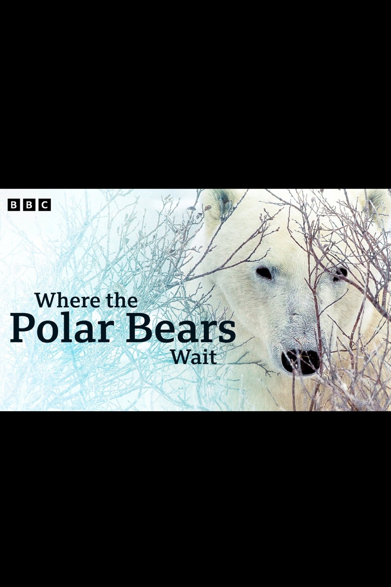 Poster de Where the Polar Bears Wait
