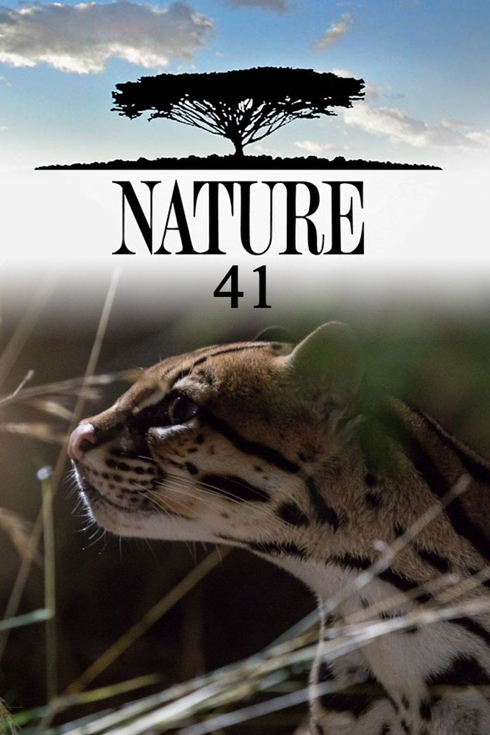 Poster de Temporada 41
