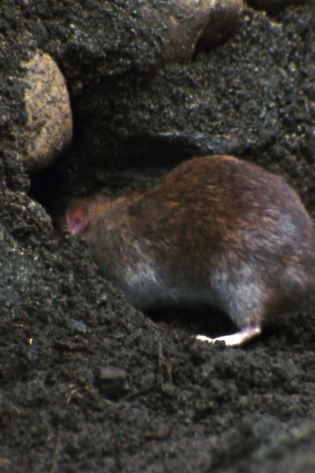 Poster de Ratopolis