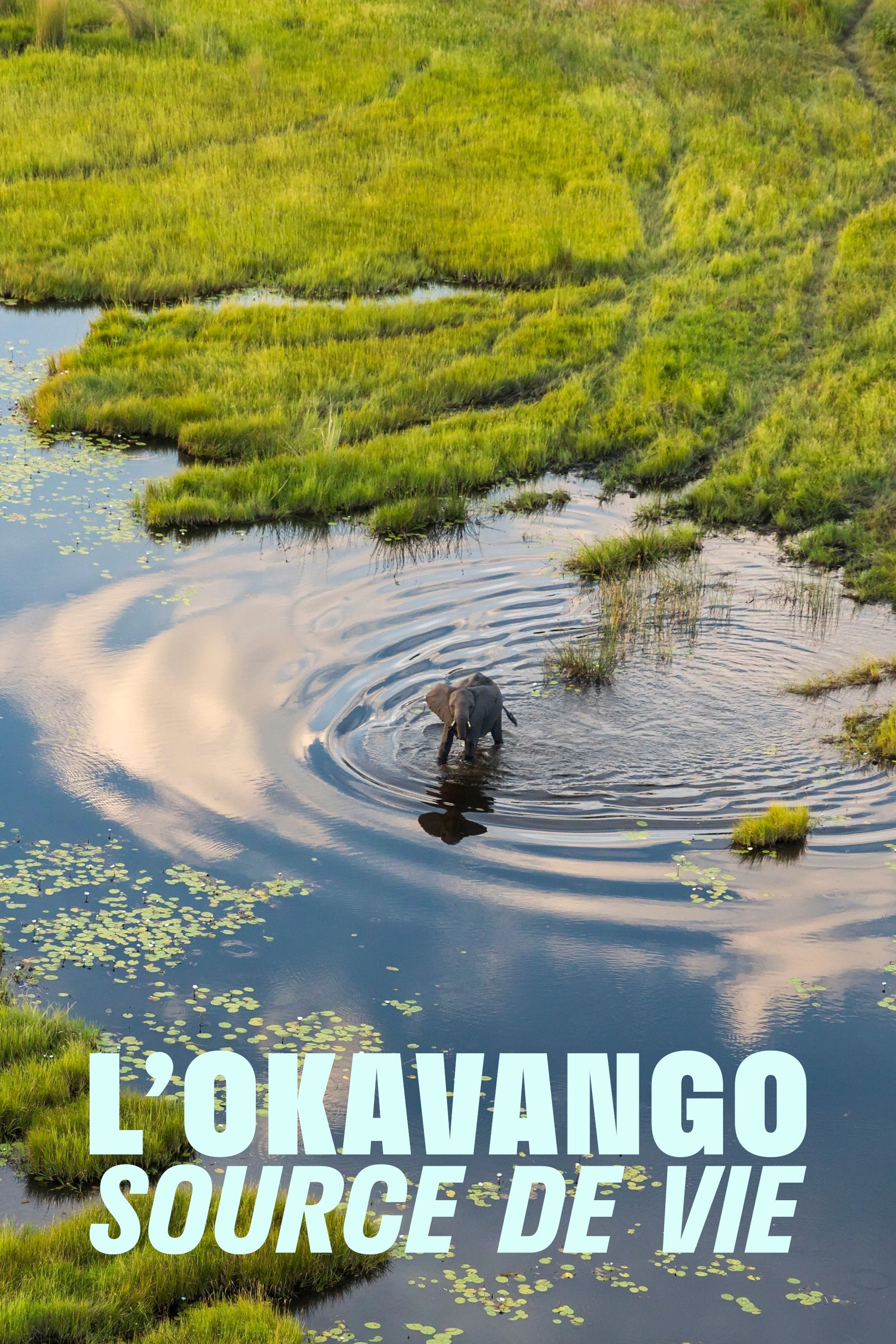 Affiche du film L'Okavango, source de vie