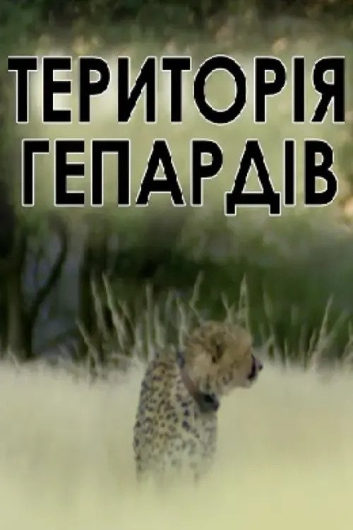 Poster de Man, Cheetah, Wild