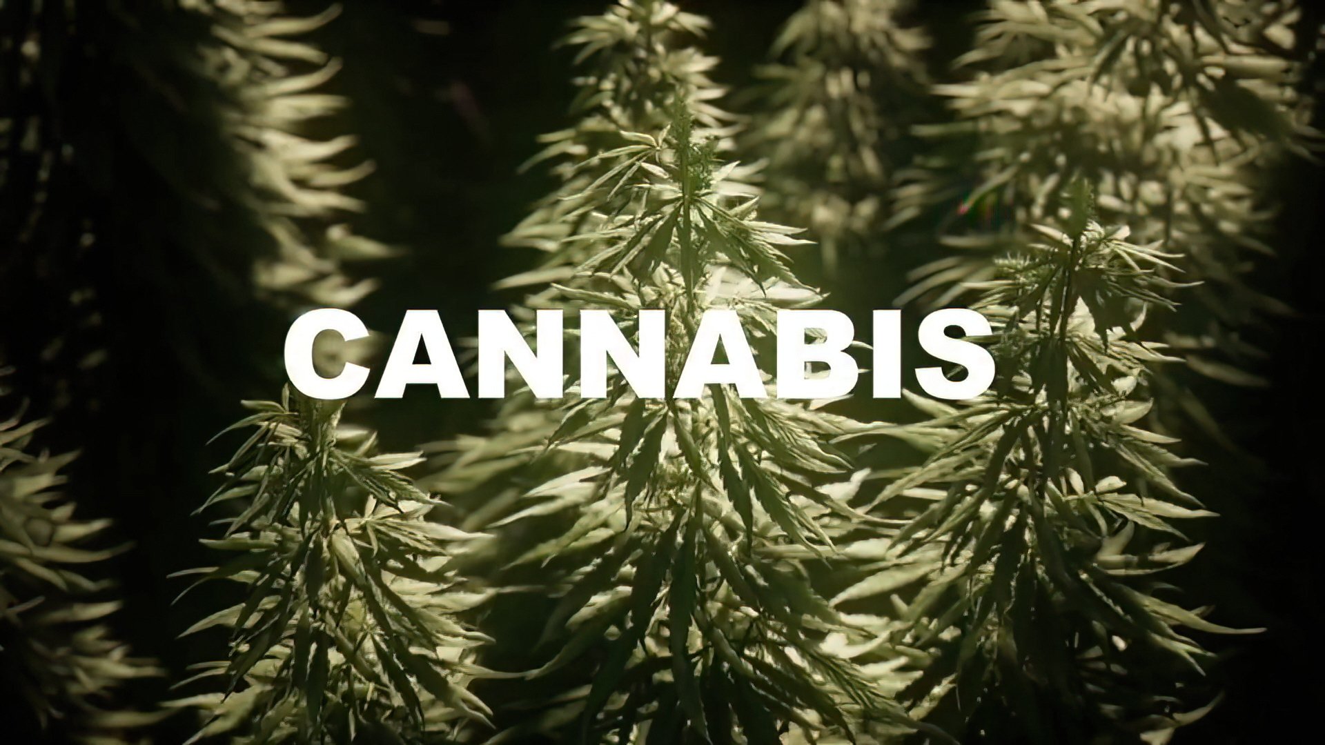 Cannabis