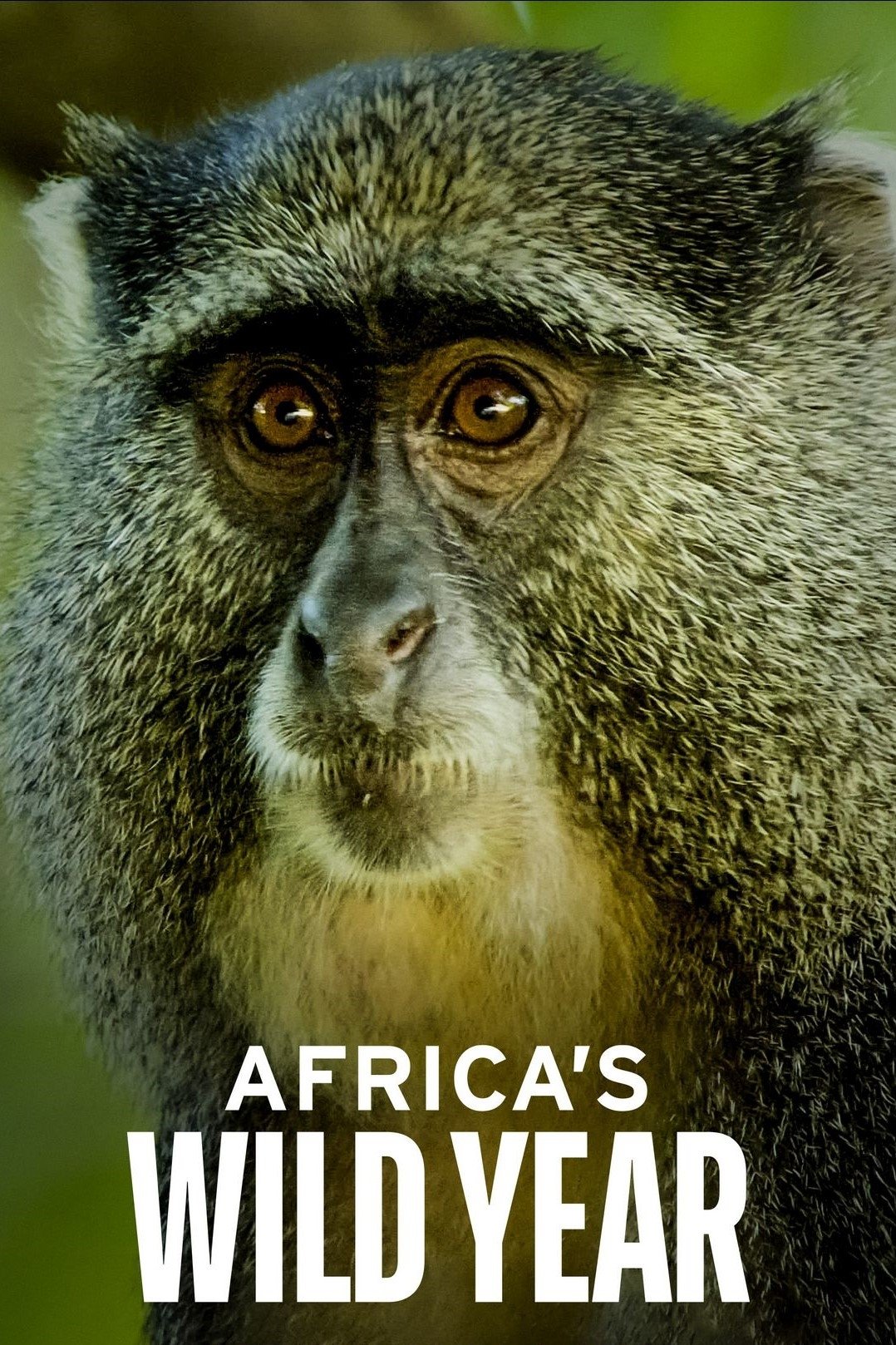 Poster de O Ano Selvagem da África