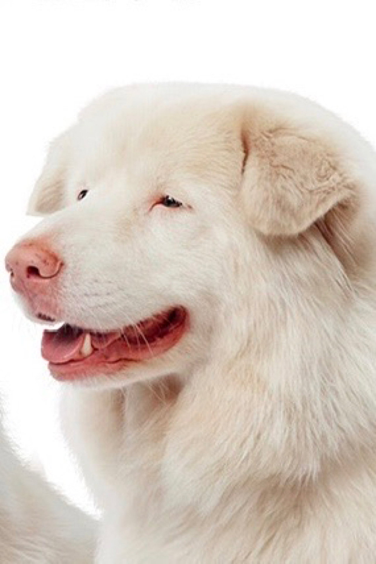 the profile picture of Hima