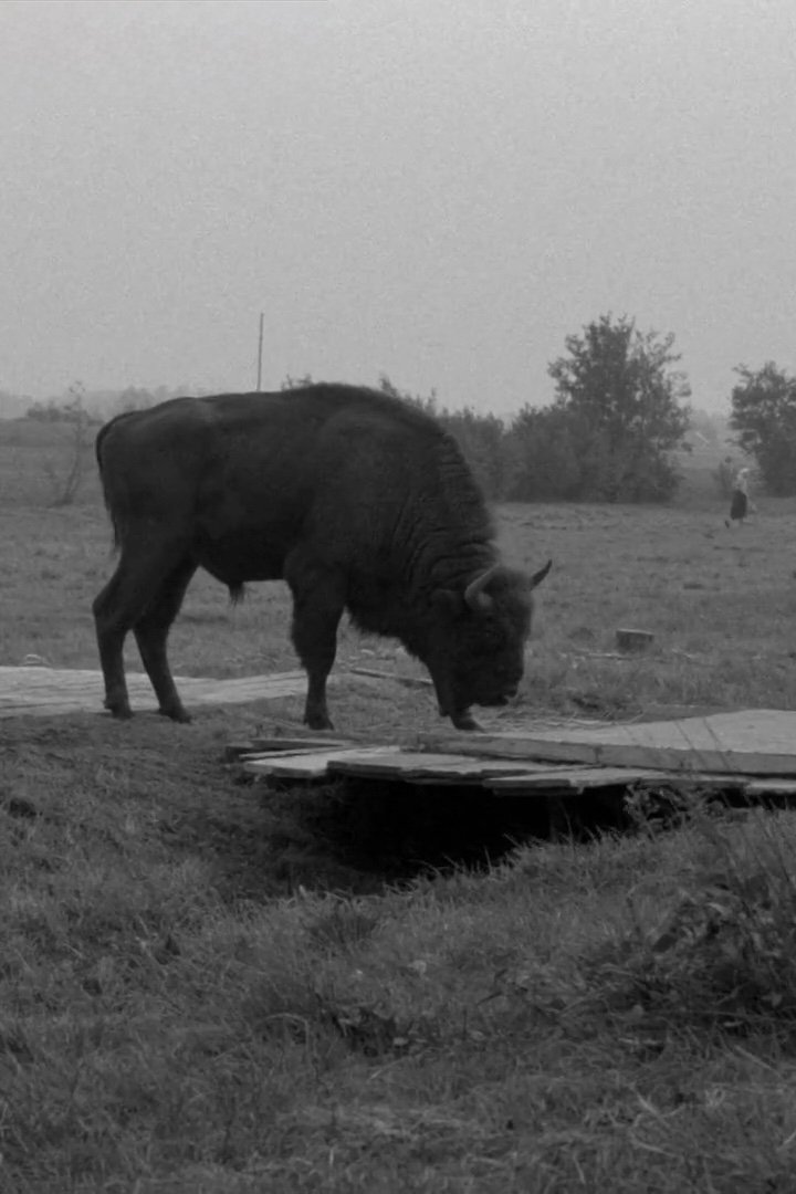 Poster de Gdzie jest ten wielki las?