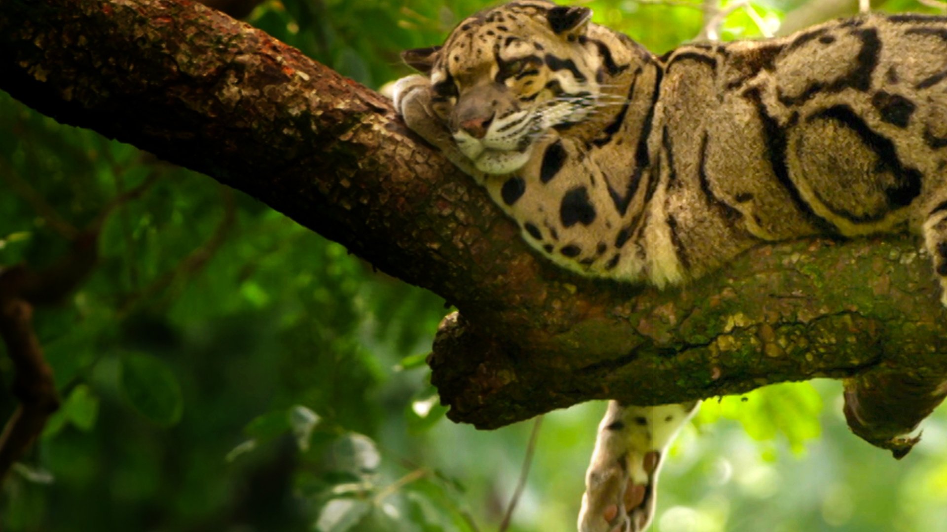 India’s Wild Leopards 2020 Soap2Day