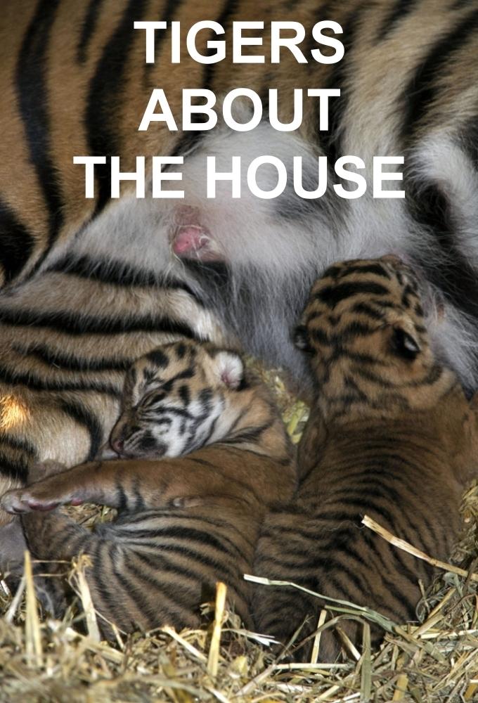 Poster de Tigers About the House