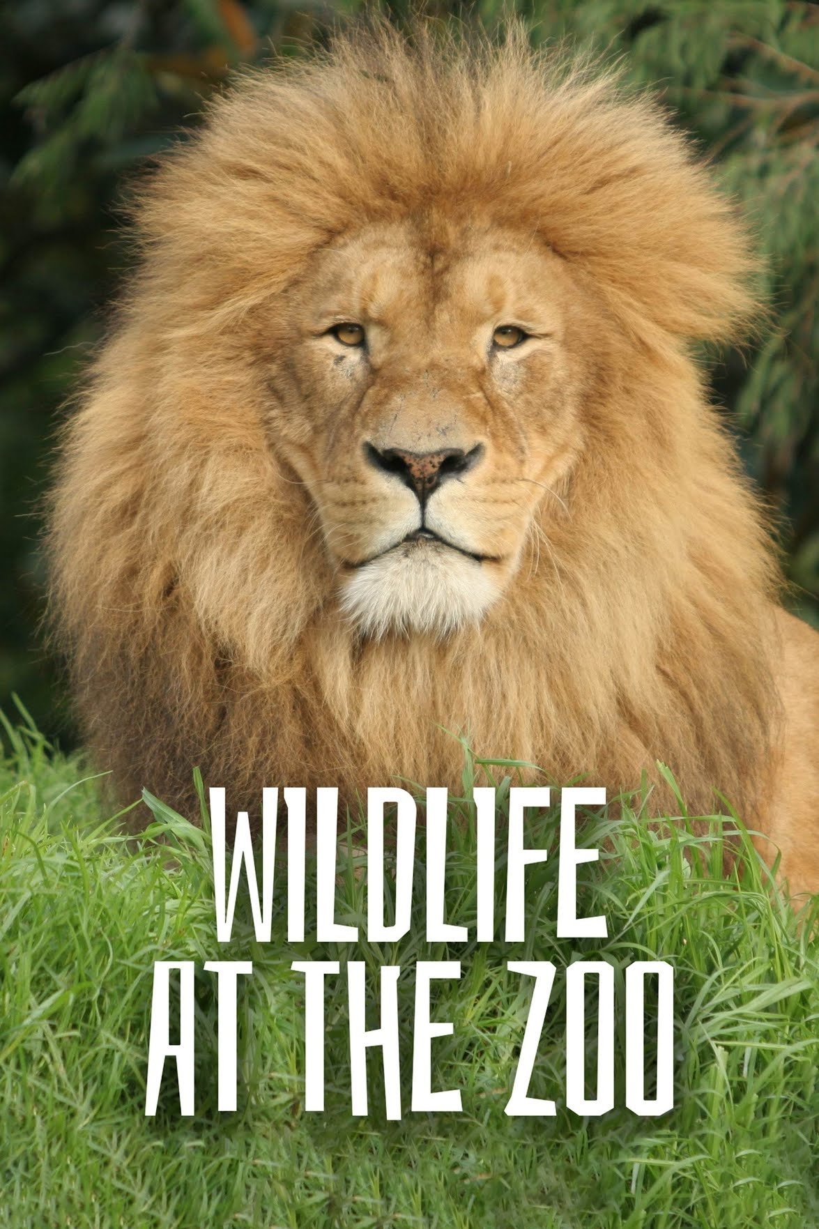 Poster de Wild Life At The Zoo