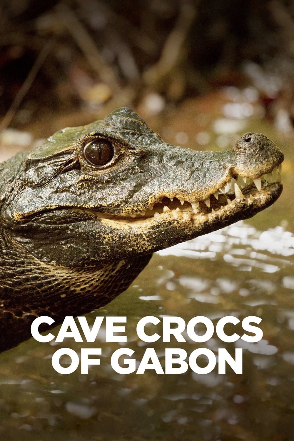 Poster de Cave Crocs of Gabon