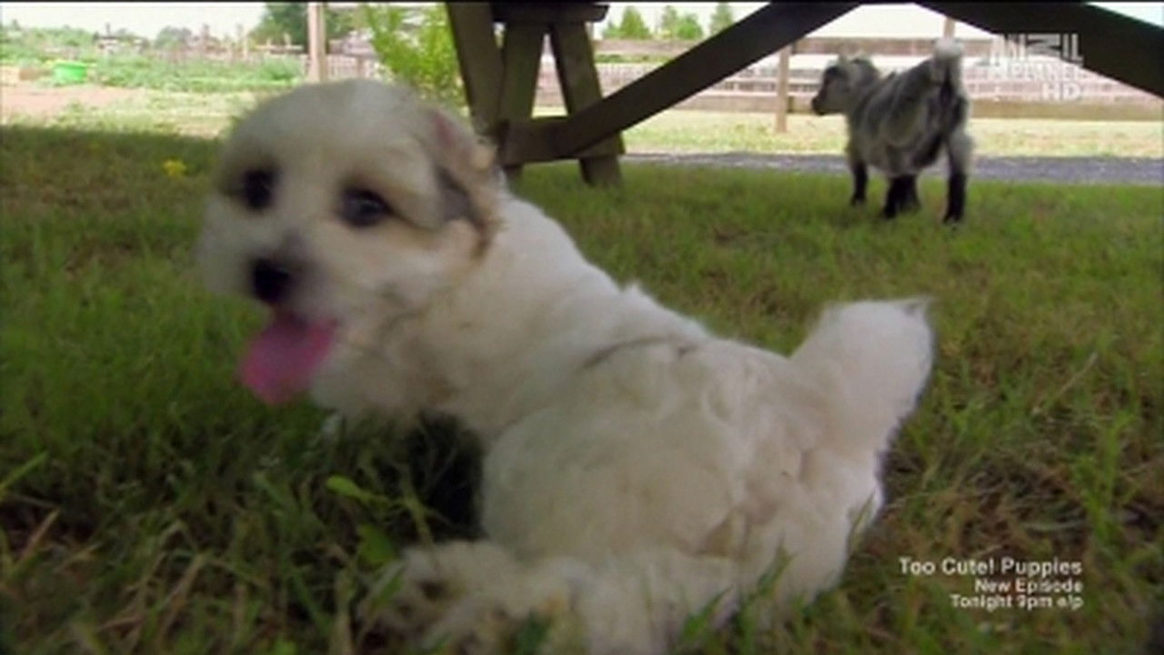 Fluffy Puppies & Baby Goats