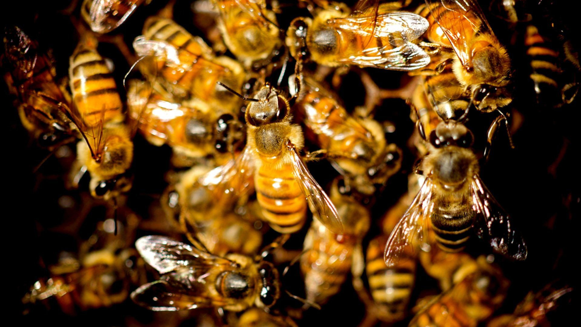 Queen of the Savannah