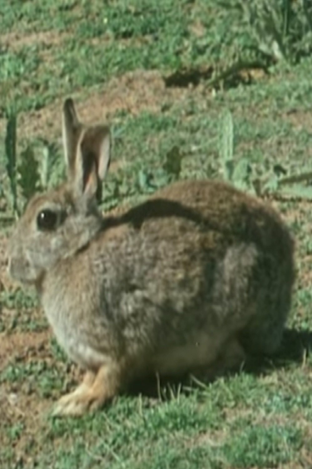 Poster de The Rabbit in Australia