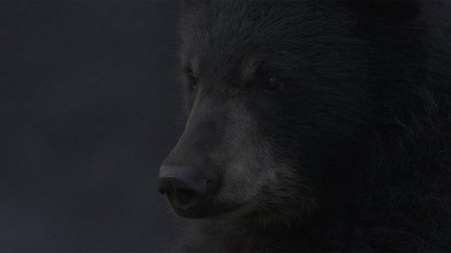 A Bear's Thanksgiving