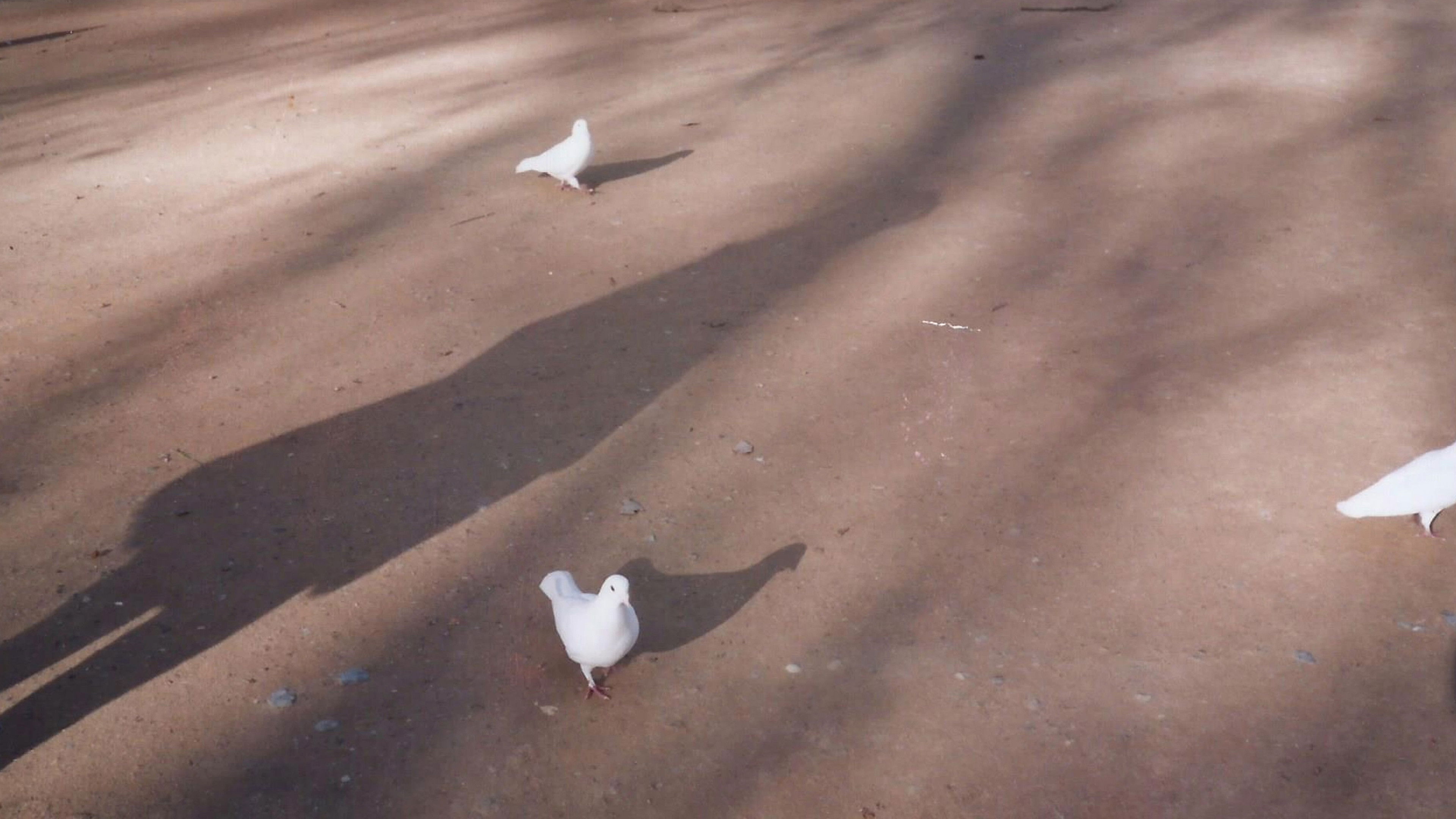 Margarida Kalinichenko