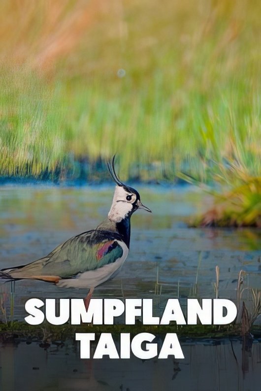 Poster de Sumpfland Taiga - Das Berezinsky-Biosphärenreservat