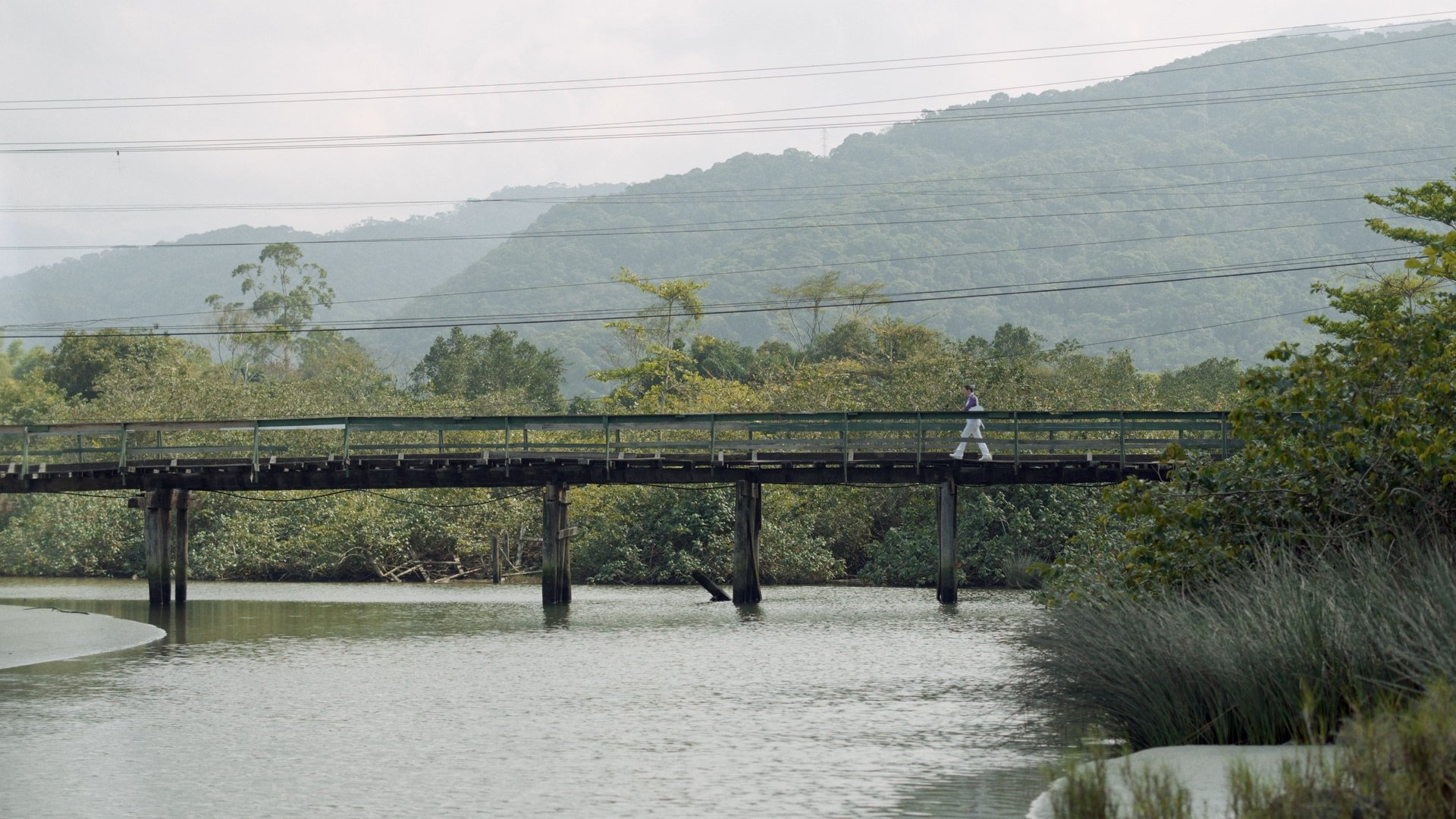 White Mangrove