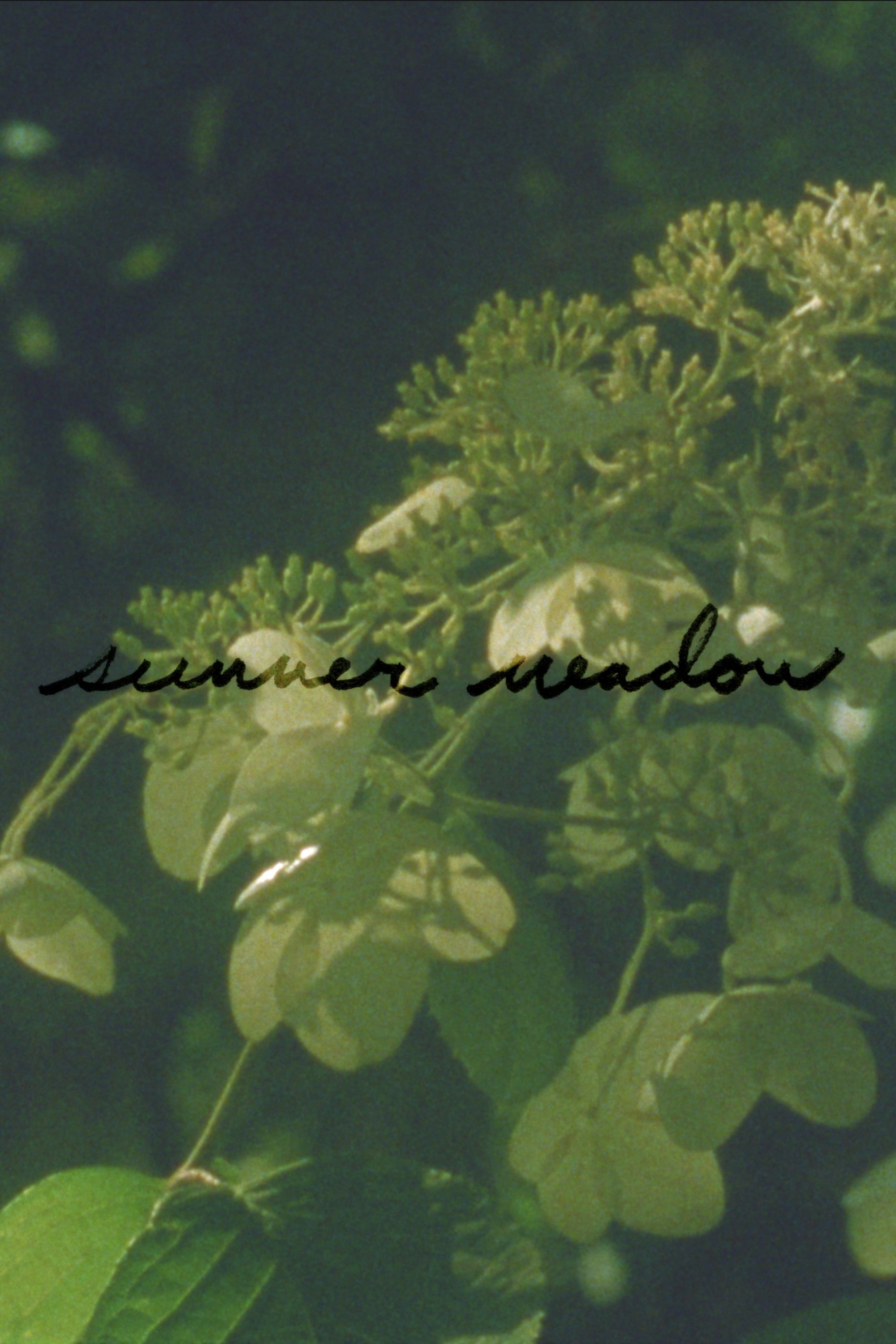 Poster de Summer Meadow