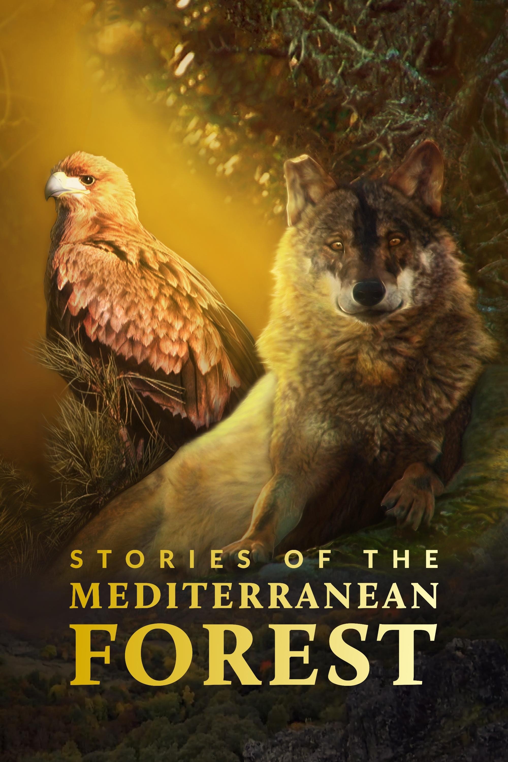 Poster de Las historias del bosque mediterráneo