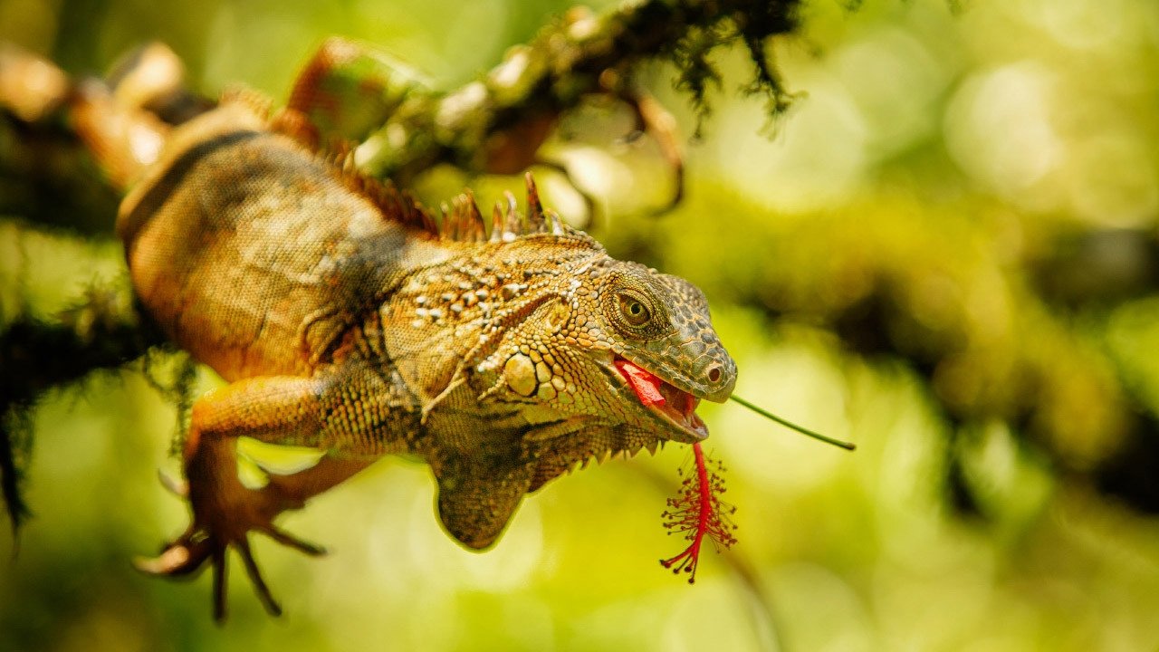 Escape to Costa Rica
