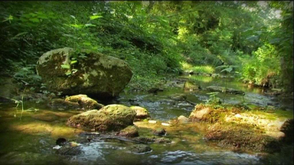 The Caterpillar and the Brook