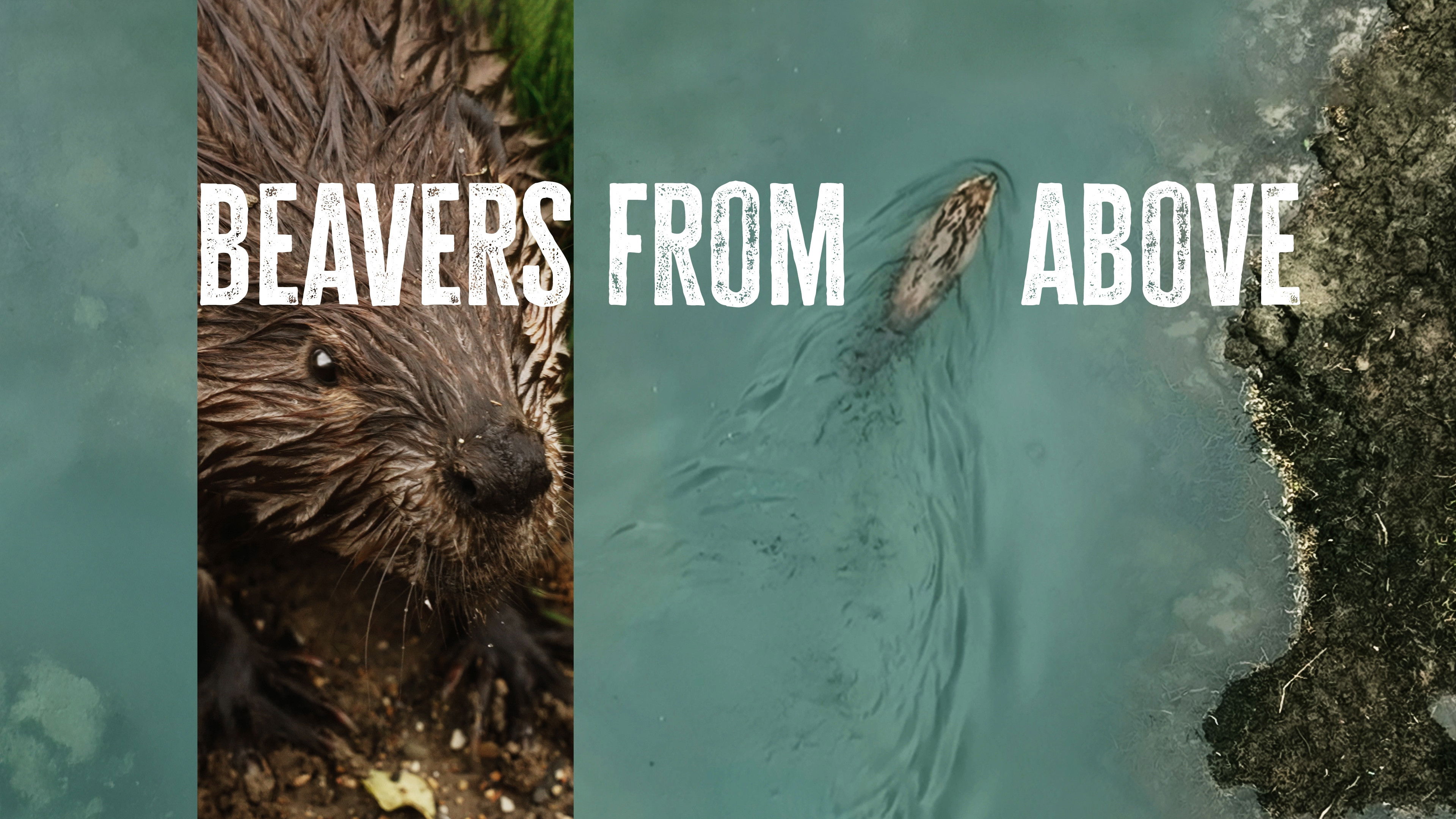Beavers from Above