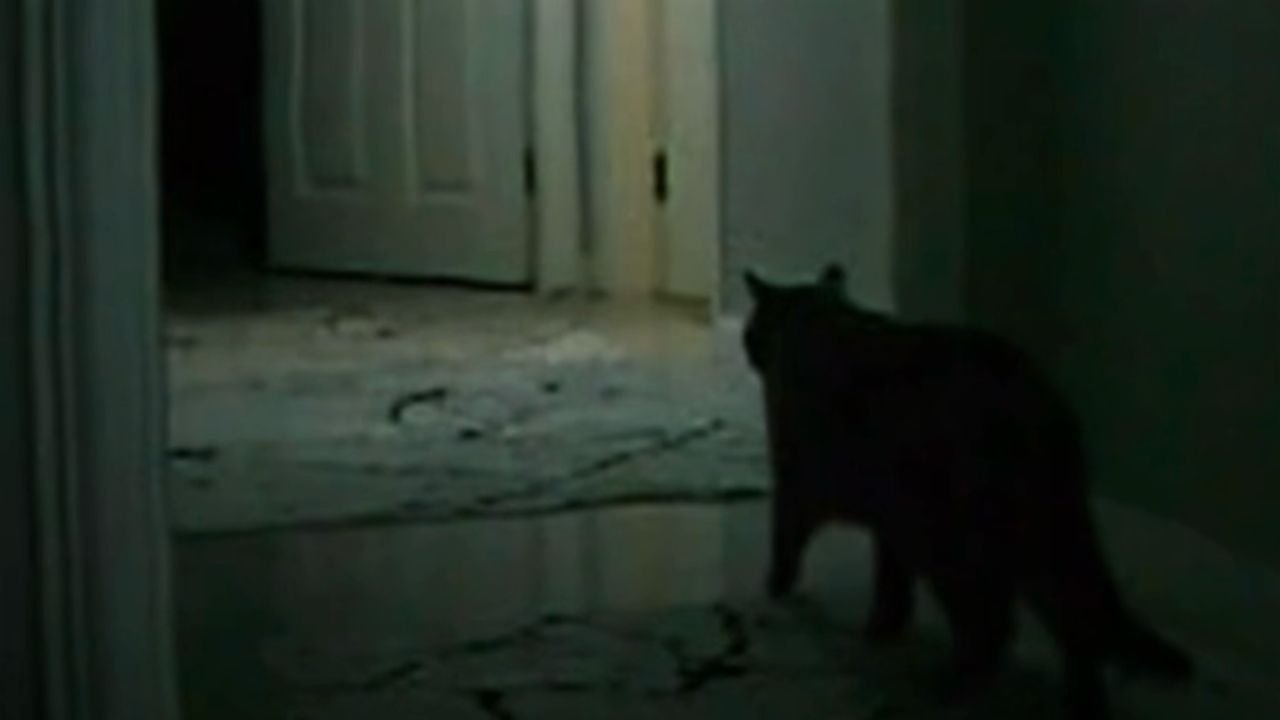the instinct