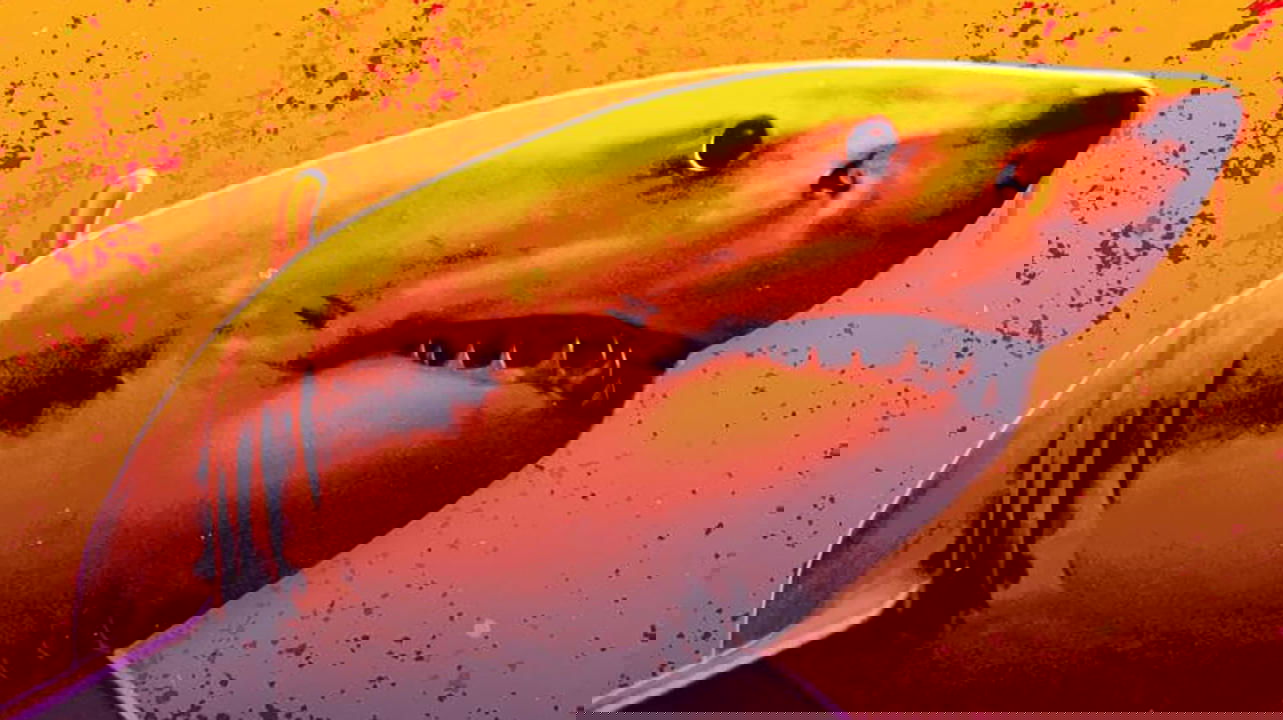 Florida Shark: Blood in the Water