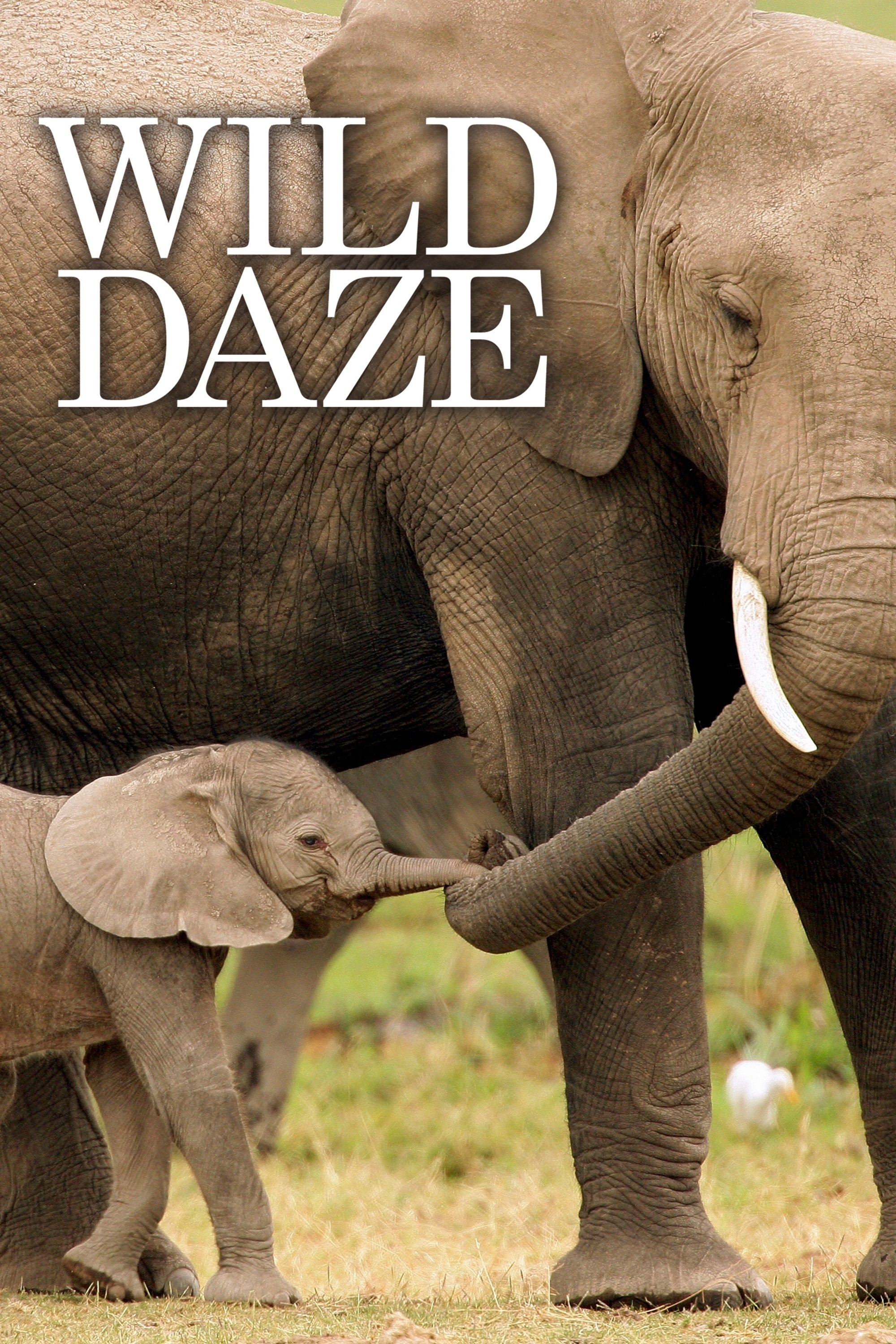 Poster de Wild Daze