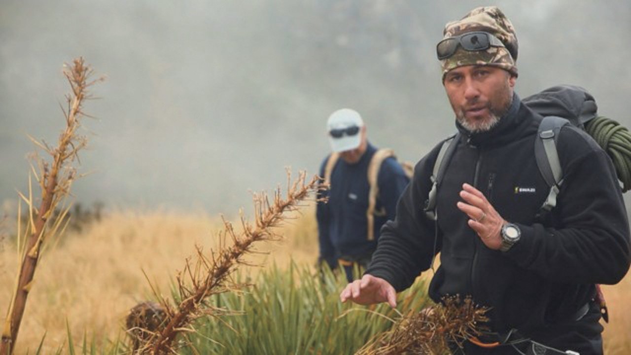 Survive Aotearoa