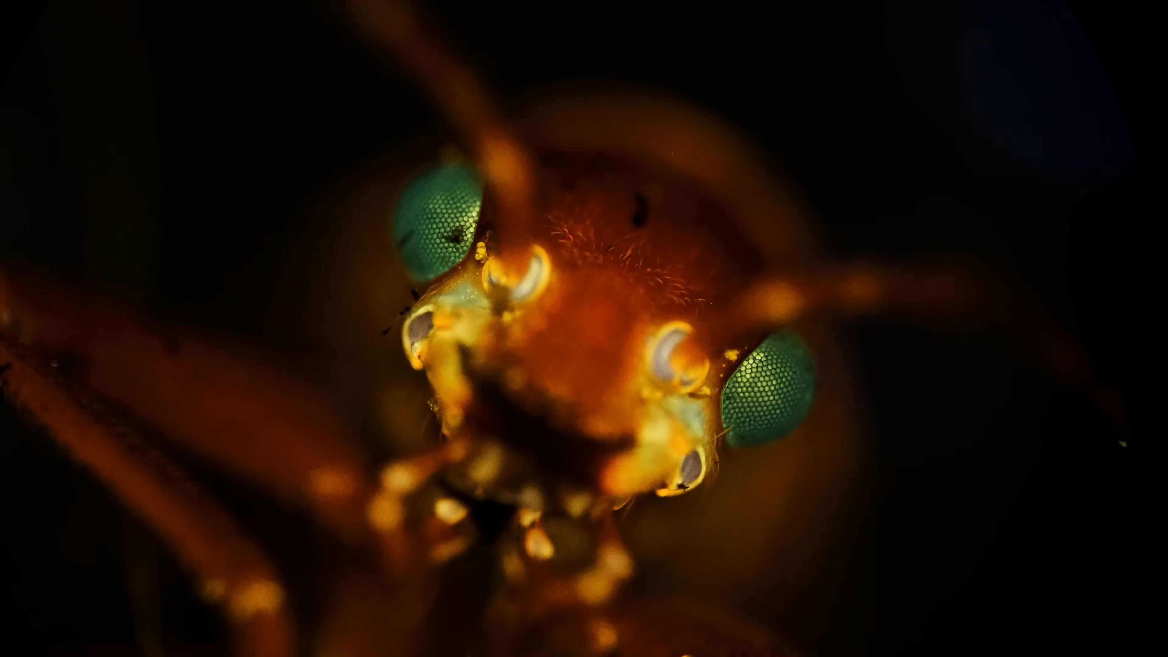 Creepy Crawly Close-Ups