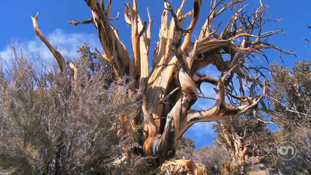 Methuselah Tree