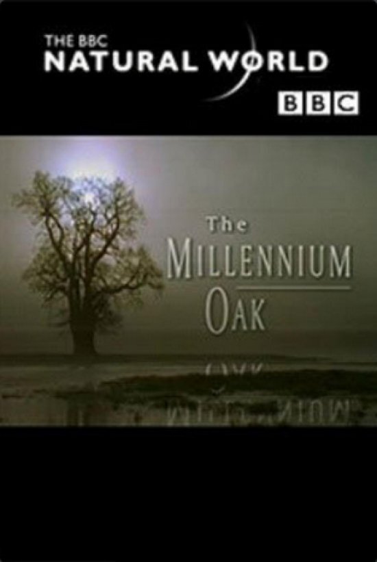 Affiche du film The Millennium Oak