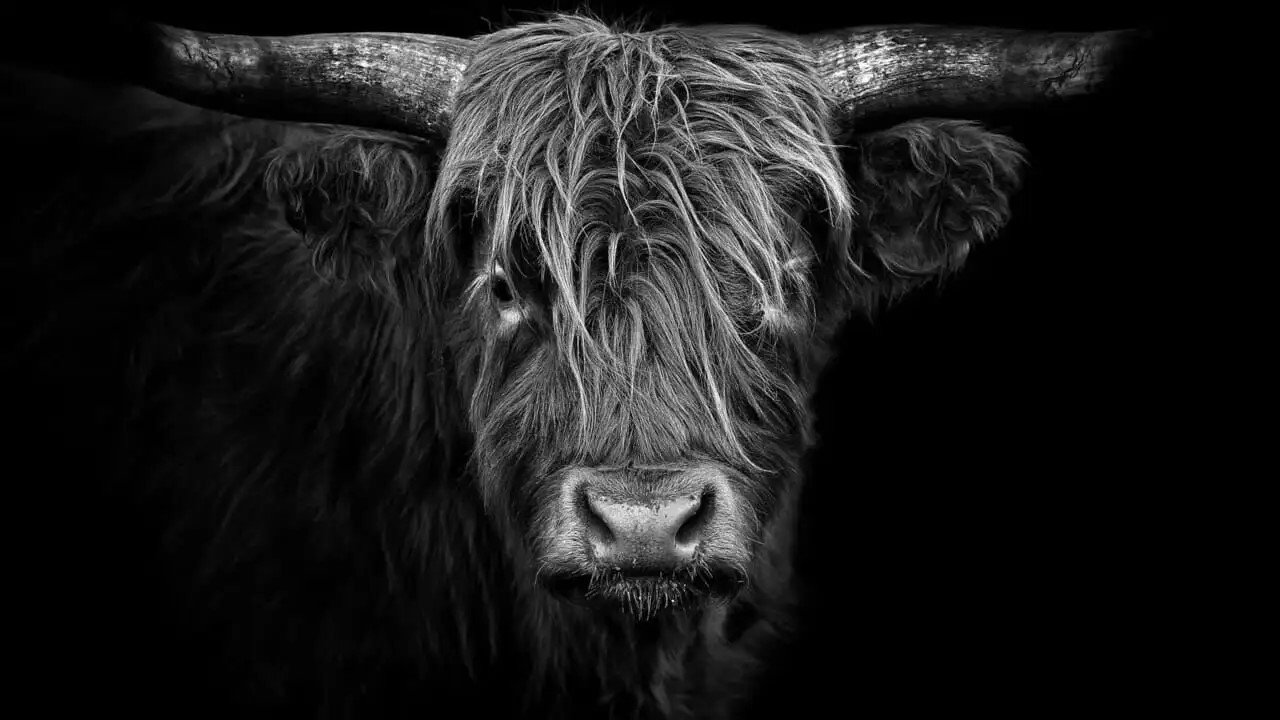 Animal Art: Photogenic Creatures
