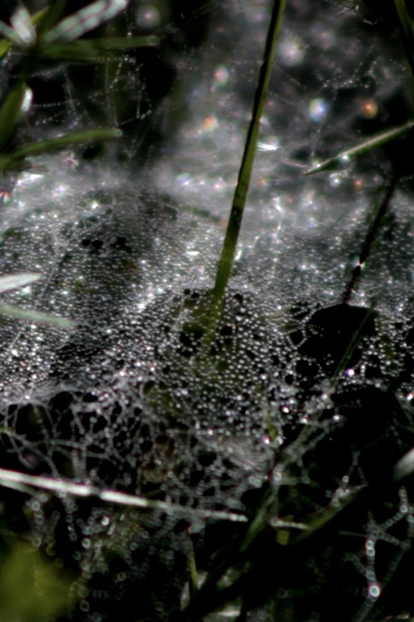 Refractions