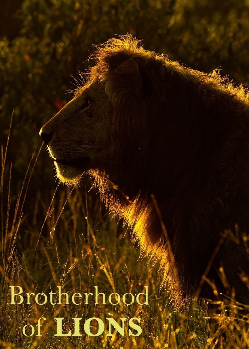 Poster de Brotherhood of Lions