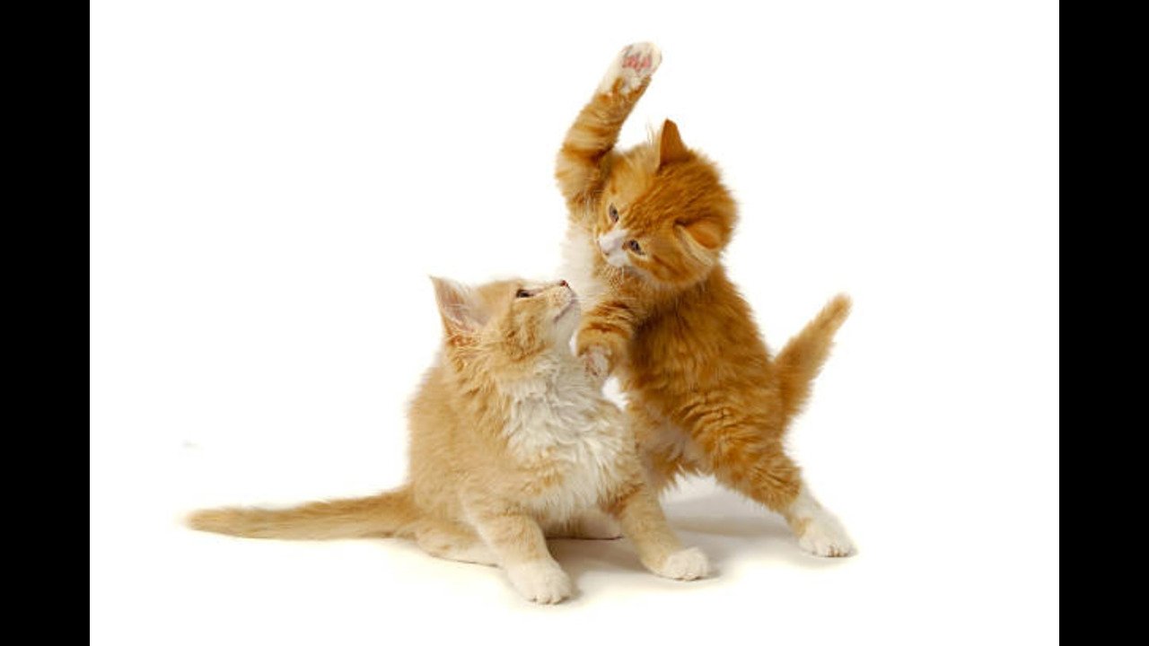 Kitties & Puppies