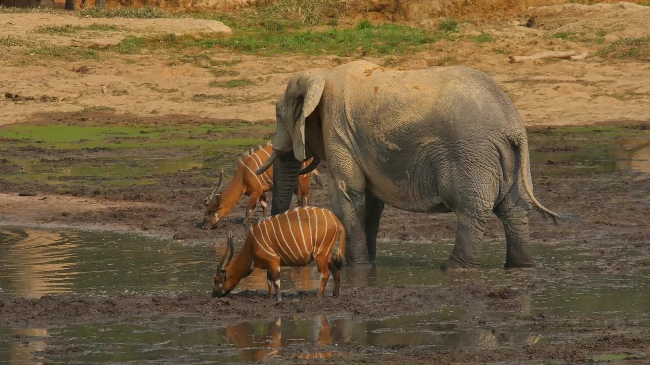 L' éléphant de forêt après l'éden