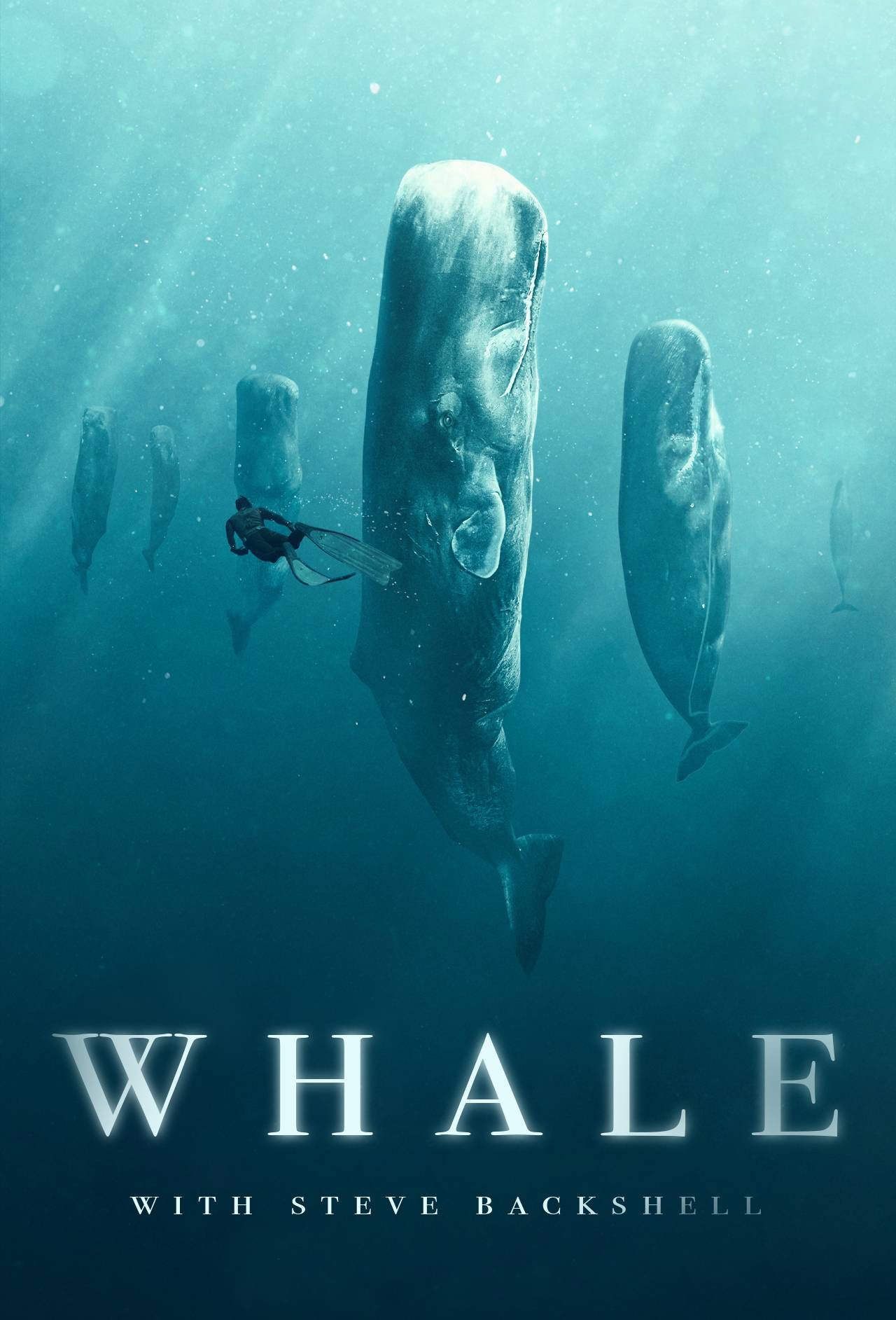 Poster de Whale with Steve Backshall