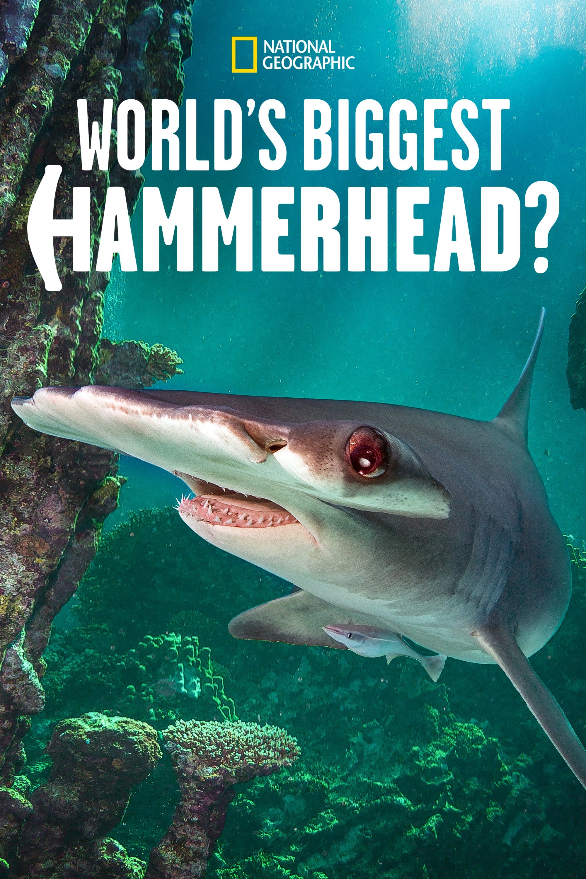 Poster of World's Biggest Hammerhead?